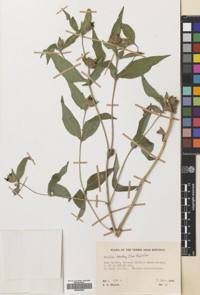 Wedelia helianthoides Kunth