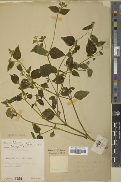 Wedelia montana (Blume) Boerl.
