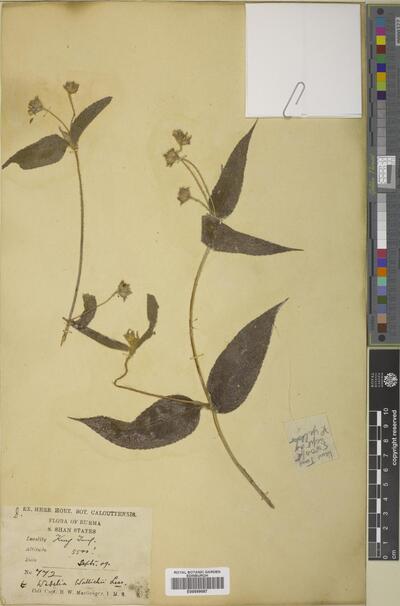 Wedelia montana (Blume) Boerl.