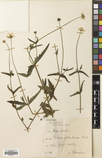 Wedelia spilanthoides F.Muell.