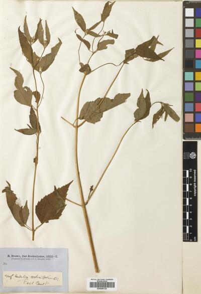 Wedelia urticifolia (Blume) DC.