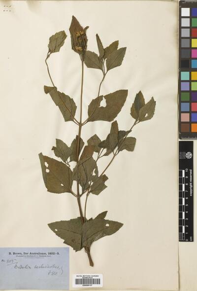 Wedelia verbesinoides F.Muell. ex Benth.