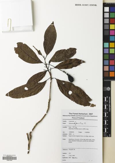 Dehaasia pauciflora Blume