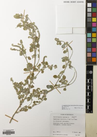 Heliotropium supinum L.