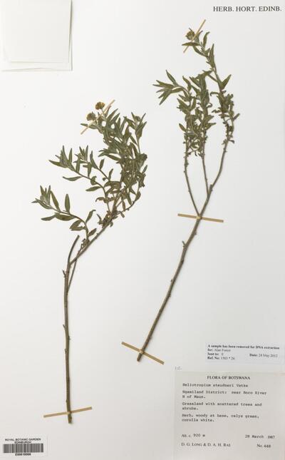 Heliotropium steudneri Vatke