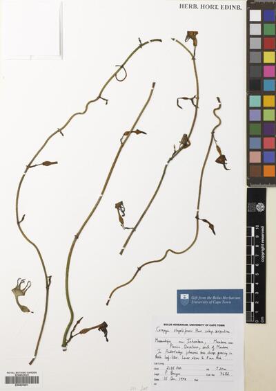 Ceropegia stapeliiformis subsp. serpentia (E.A.Bruce) R.A.Dyer