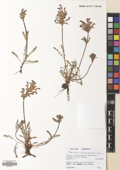 Pedicularis cheilanthifolia Schrenk