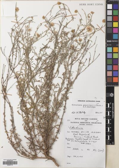 Vittadinia gracilis (Hook.f.) N.T. Burb.
