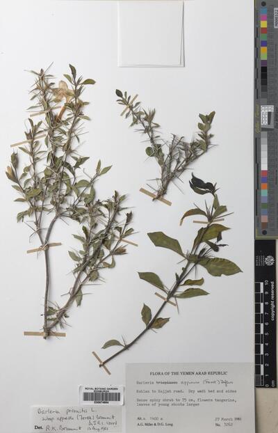 Barleria prionitis subsp. appressa (Forssk.) Brummitt & J.R.I.Wood