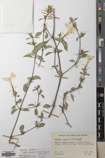 Barleria prionitis subsp. appressa (Forssk.) Brummitt & J.R.I.Wood