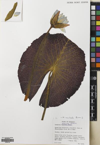 Nymphaea nouchali var. caerulea (Savigny) Verdc.