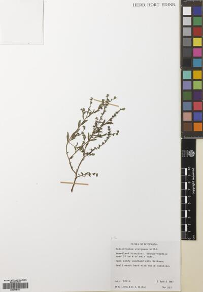 Euploca strigosa (Willd.) Diane & Hilger