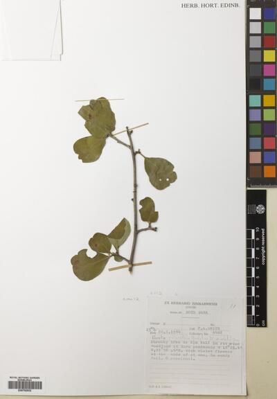 Ehretia obtusifolia Hochst. ec DC.
