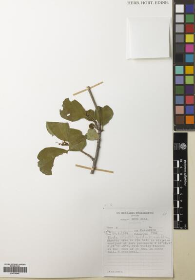 Ehretia obtusifolia Hochst. ec DC.