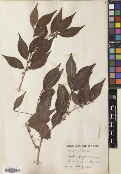 Decaspermum humile (Sweet ex G.Don) A.J.Scott