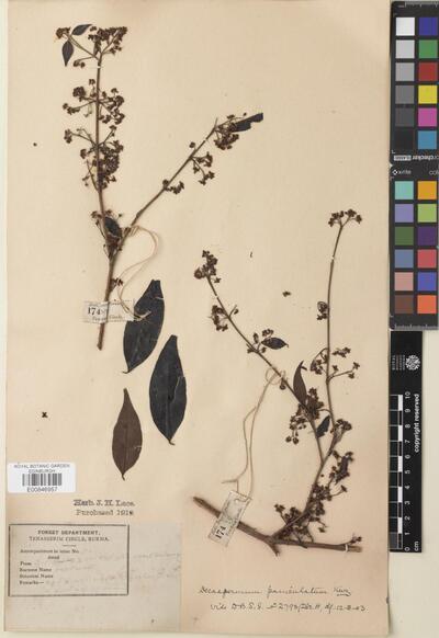 Decaspermum parviflorum (Lam.) A.J.Scott