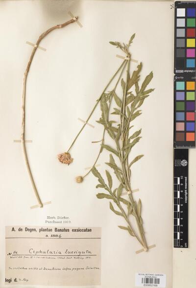 Cephalaria laevigata (Waldst. & Kit.) Schrader