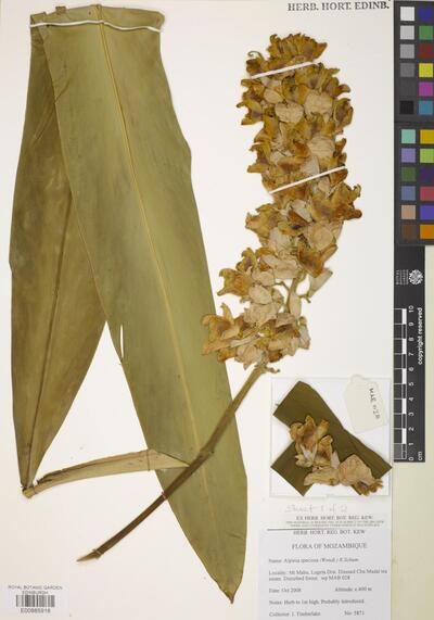 Alpinia zerumbet (Pers.) B.L.Burtt & R.M.Sm.