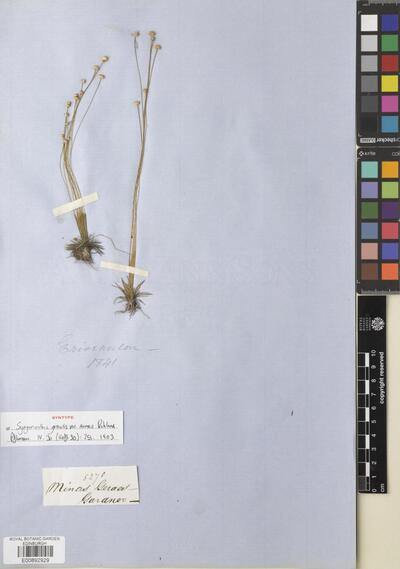 Syngonanthus gracilis (Bong.) Ruhland