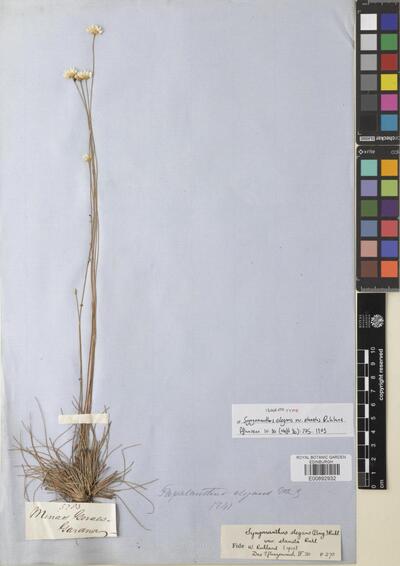 Syngonanthus elegans var. elanatus Ruhland
