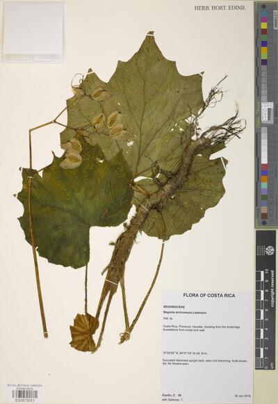 Begonia sericoneura Liebm.