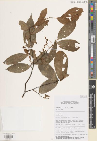 Orophea Blume
