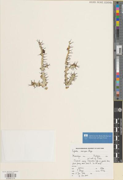 Euphorbia marrupana Bruyns