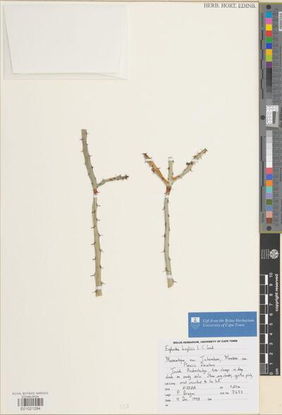 Euphorbia baylissii L.C.Leach