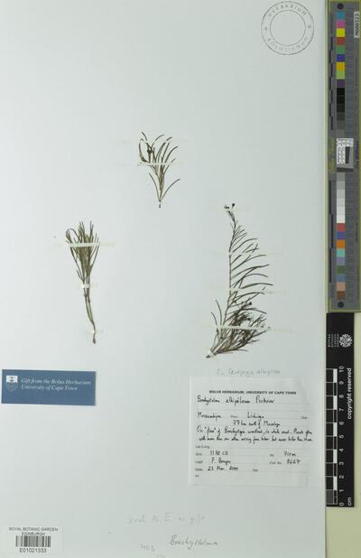 Ceropegia albipilosa (A.Lancaster ex Peckover) Bruyns