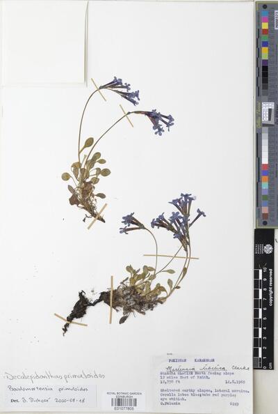Decalepidanthus primuloides (Decne.) Dickoré & Hilger