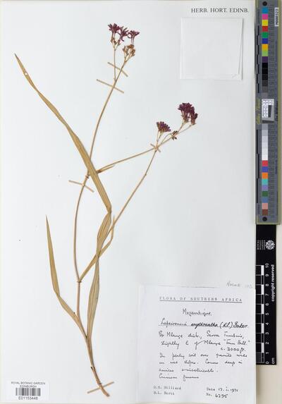 Lapeirousia erythranta (Klotzsch & Klatt) Bak.