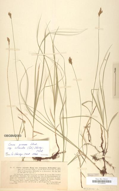 Carex praecox subsp. intermedia (Čelak.) W. Schultze-Motel
