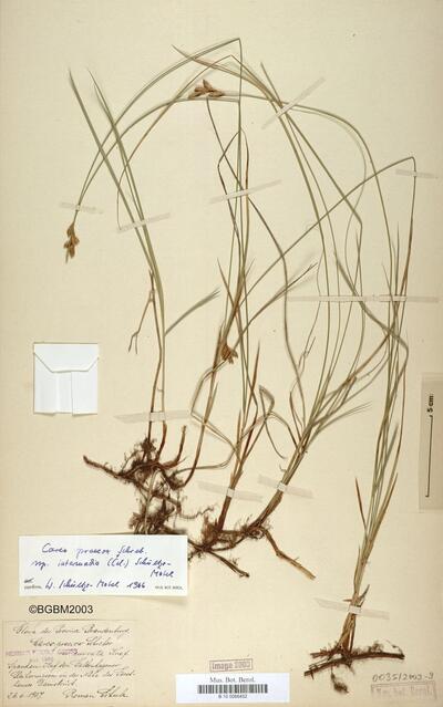 Carex praecox subsp. intermedia (Čelak.) W. Schultze-Motel