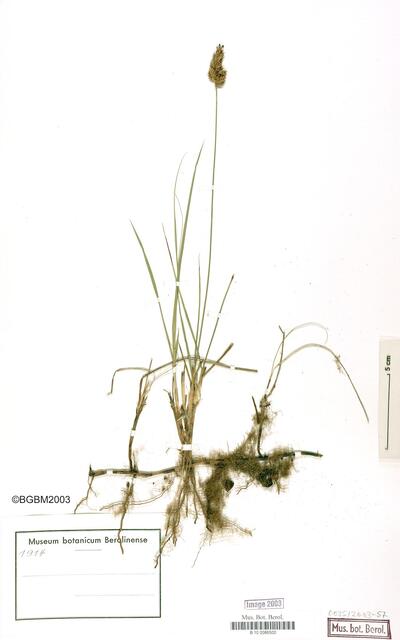 Carex colchica J. Gay
