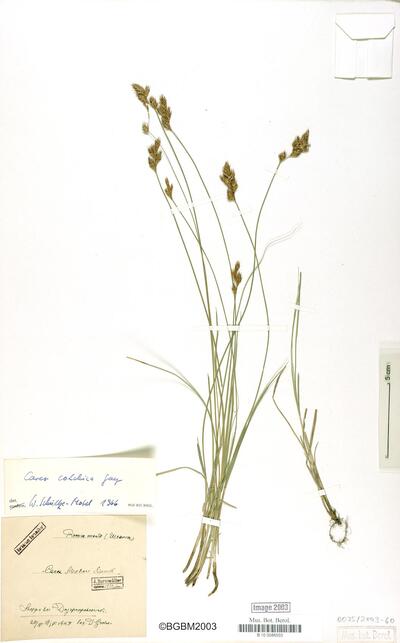 Carex colchica J. Gay