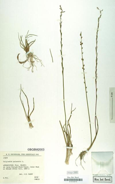 Triglochin palustris L.