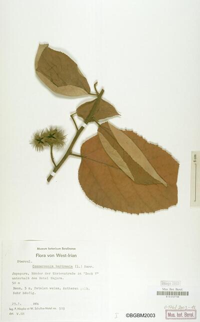 Commersonia bartramia (L.) Merr.
