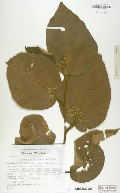 Commersonia bartramia (L.) Merr.