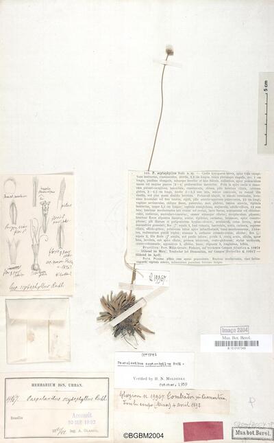 Actinocephalus scytophyllus (Ruhland) F. N. Costa