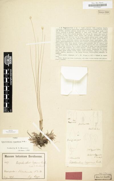 Syngonanthus poggeanus Ruhland