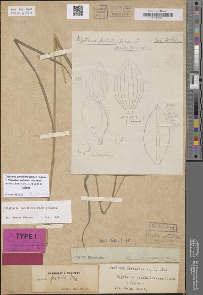 Digitaria parviflora (R.Br.) Hughes