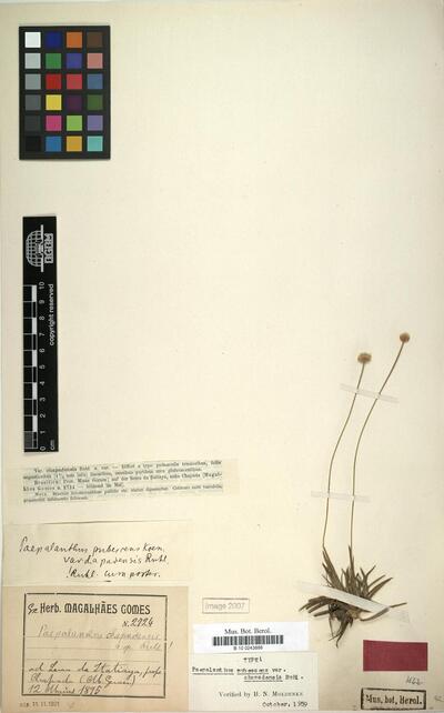 Paepalanthus pubescens var. chapadensis Ruhland