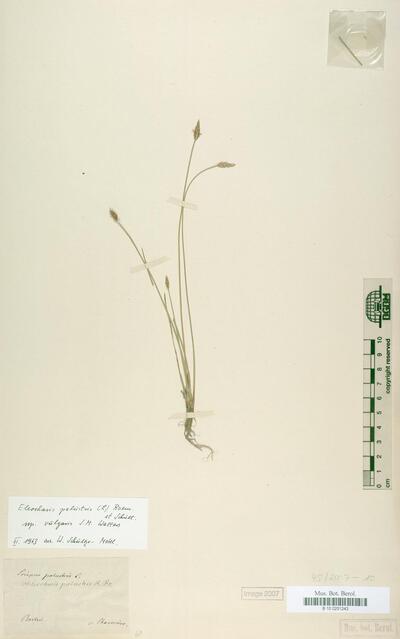 Eleocharis palustris subsp. waltersii Bureš & Danihelka