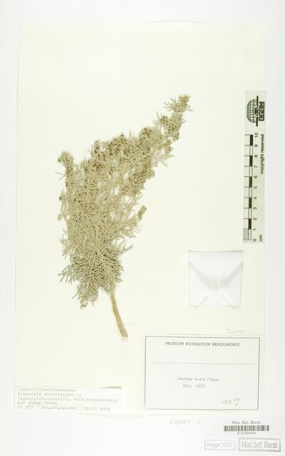 Artemisia arborescens L.