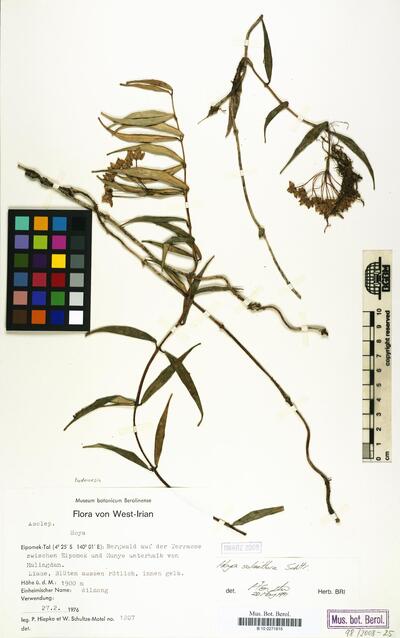 Hoya solaniflora Schltr.
