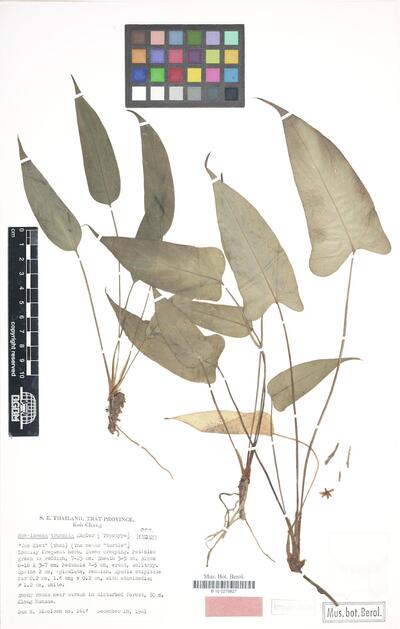 Homalomena truncata (Schott) Hook.f.