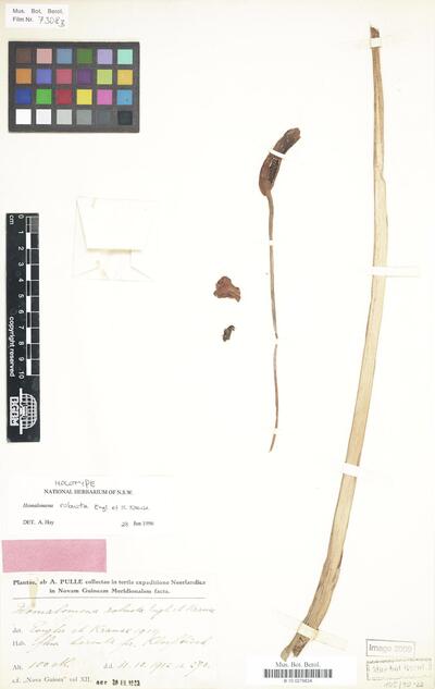 Homalomena robusta Engl. & K.Krause