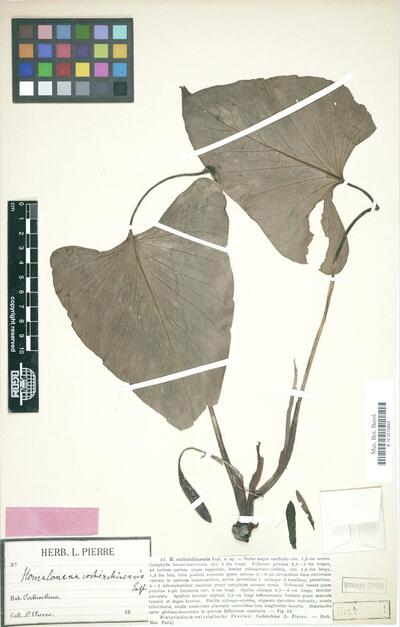 Homalomena cochinchinensis Engl.