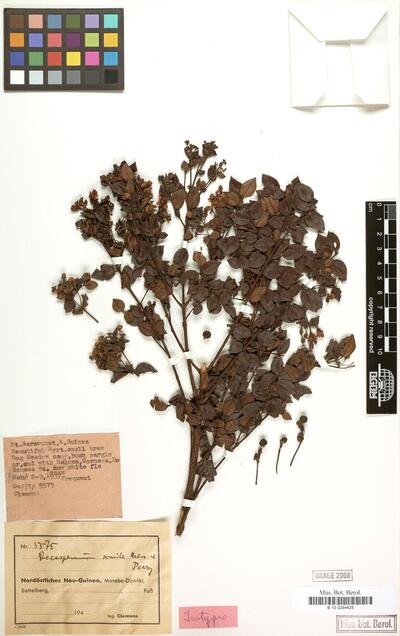 Decaspermum simile Merr. & L.M.Perry