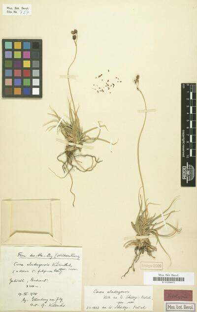 Carex aladagensis Kük. ex Schultze-Motel